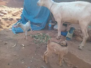 Mother Got With 2 Kids
