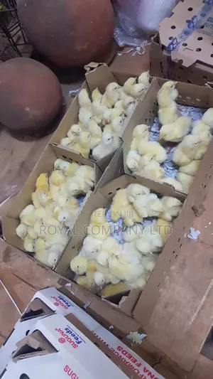 One Month Chicks Available