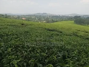 Commercial Land on Sale Located in Kyenjojo