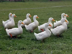 Pekin Ducks