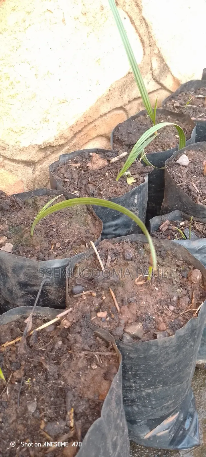 Dates-Seedlings