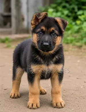 1-3 months Female Purebred German Shepherd