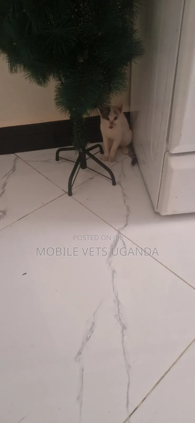 3-6 months Male Purebred Abyssinian