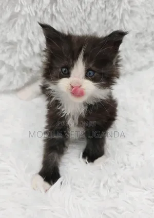 0-1 month Male Purebred Bombay