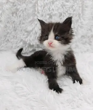 1-3 months Female Purebred Norwegian Forest