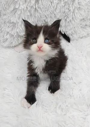 1-3 months Male Purebred American Shorthair