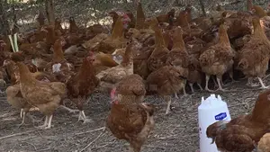 Saso Chickens