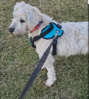 Pet Harness