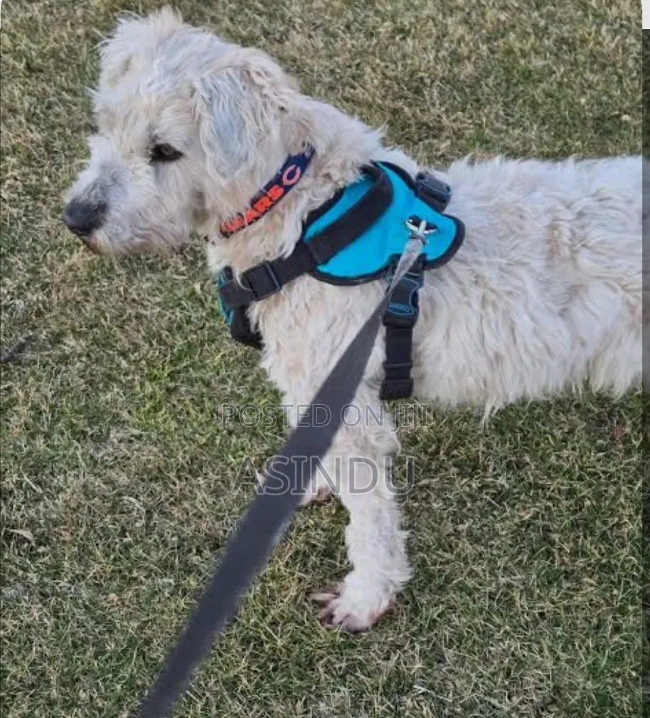 Pet Harness