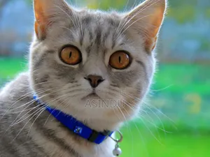 Cat and Dog Collars
