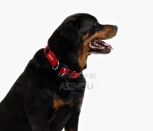Cat and Dog Collars