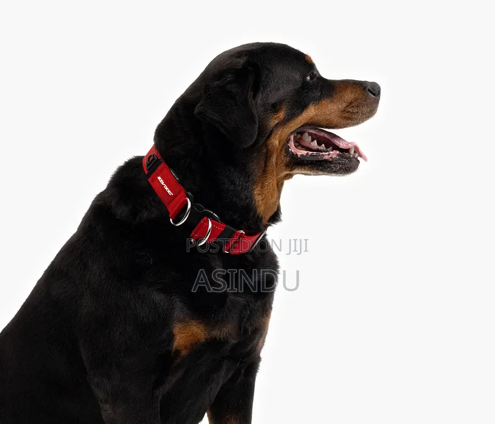 Cat and Dog Collars