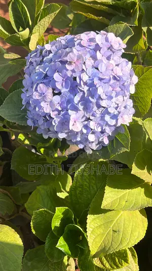 Natural Home Plants