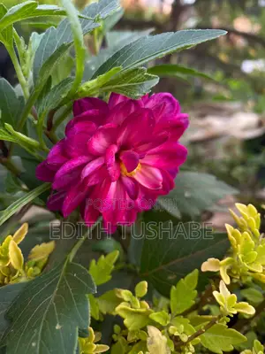 Flowers, Fruits and Trees