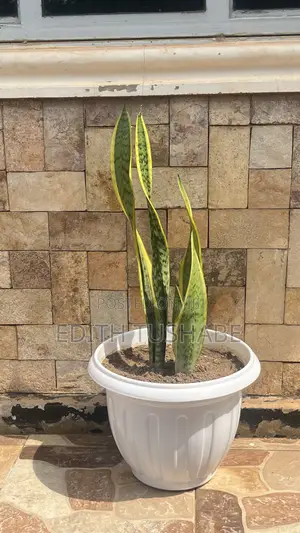 Potted Flowers