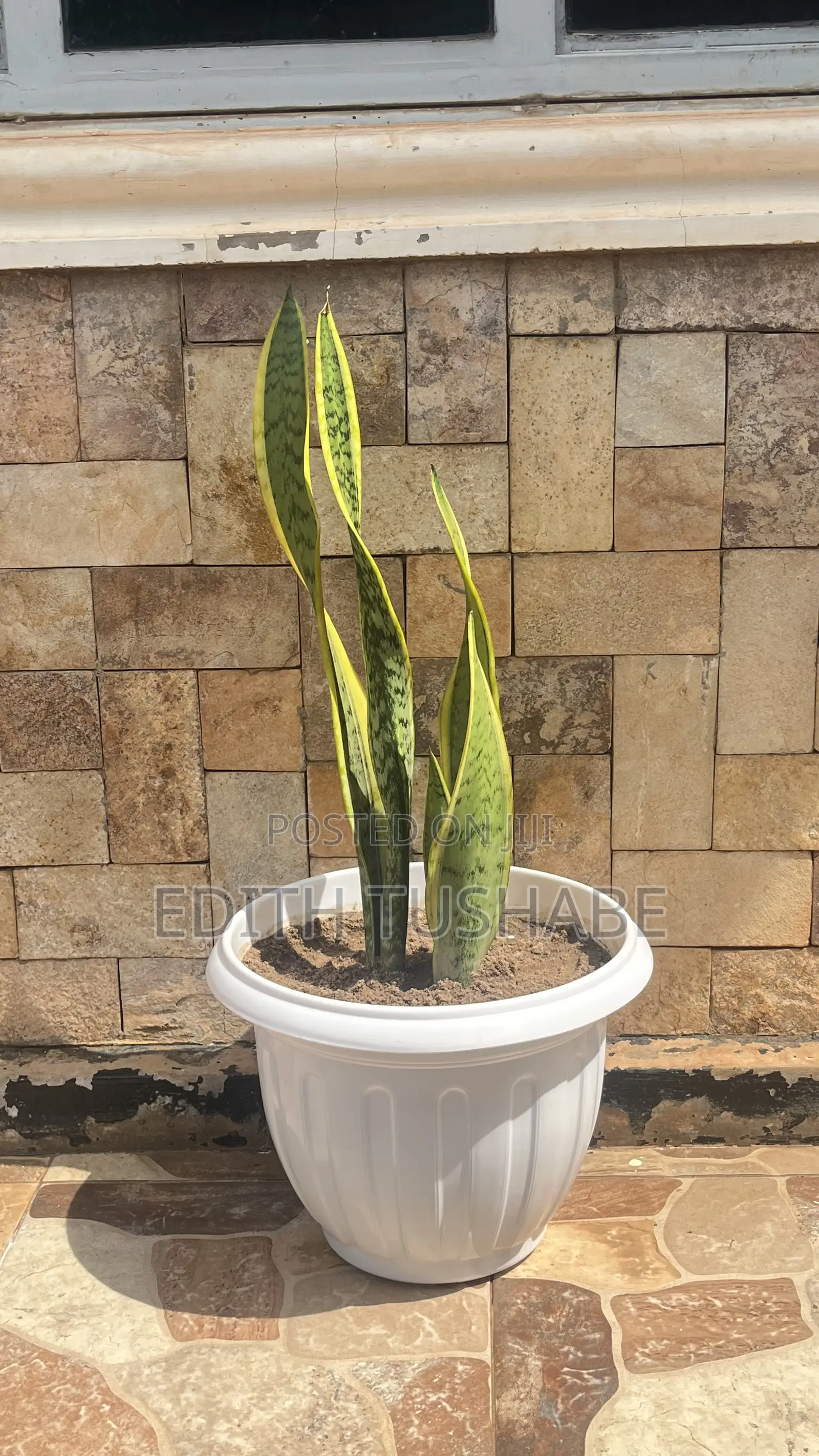 Potted Flowers