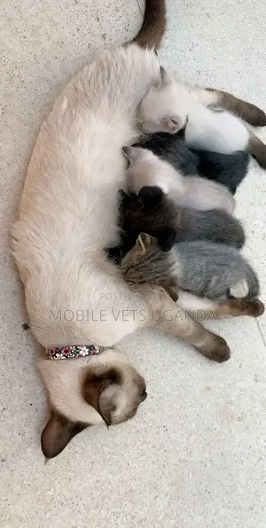 0-1 month Female Purebred Siamese