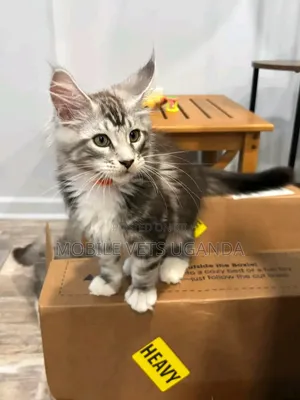 1-3 months Female Purebred Maine Coon