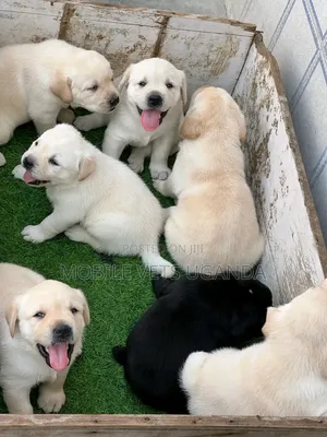 1-3 months Male Purebred Golden Retriever