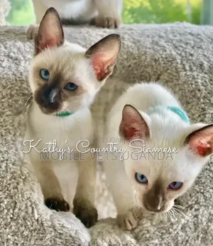 0-1 month Female Purebred Siamese