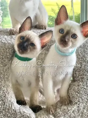 1-3 months Male Purebred Bombay