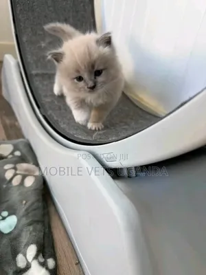 0-1 month Female Purebred Abyssinian