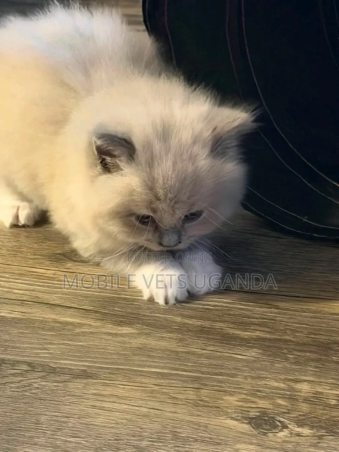 0-1 month Male Purebred Ragdoll