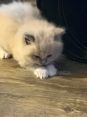 0-1 month Male Purebred Ragdoll