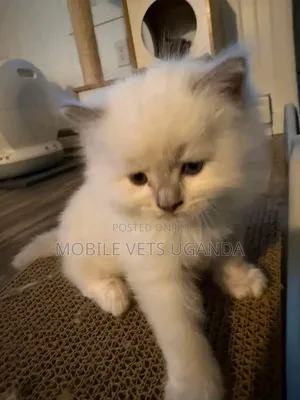 1-3 months Male Purebred Bombay