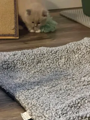 1-3 months Female Purebred Selkirk Rex