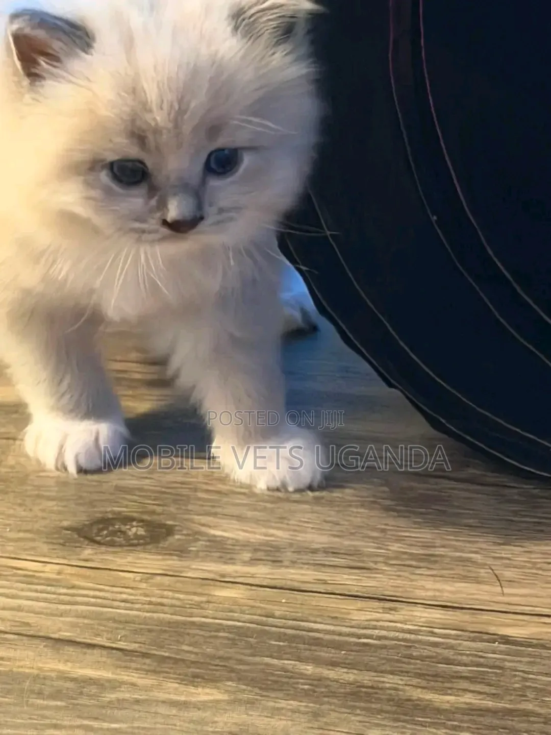 1-3 months Female Purebred Ragdoll