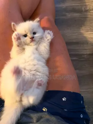 0-1 month Female Purebred Persian