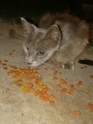3-6 months Male Purebred American Bobtail