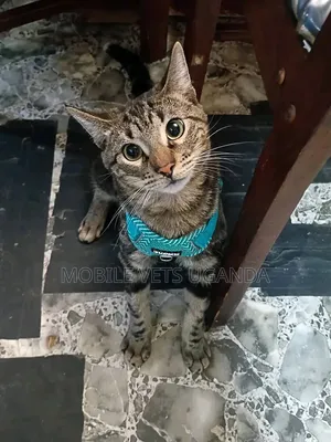 3-6 months Female Purebred American Wirehair