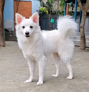 3-6 months Male Purebred Japanese Spitz