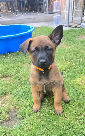 1-3 months Male Purebred Belgian Malinois