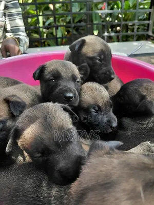 0-1 month Male Mixed Breed Belgian Malinois
