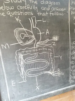 Science And Mathematics Lessons