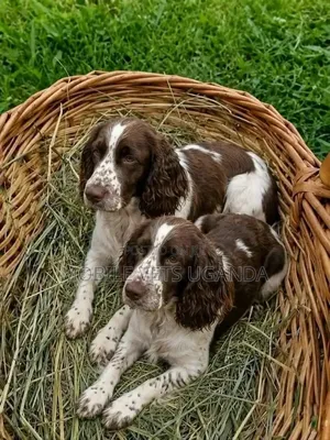 3-6 months Female Purebred English Springer Spaniel