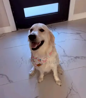 3-6 months Female Purebred Golden Retriever