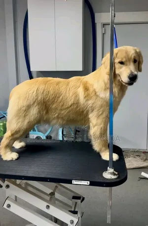 6-12 months Female Purebred Golden Retriever