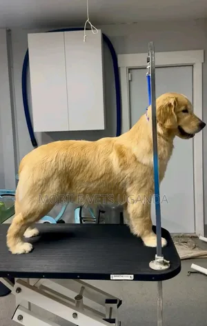 6-12 months Male Purebred Golden Retriever