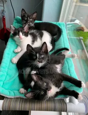 1-3 months Male Purebred American Bobtail