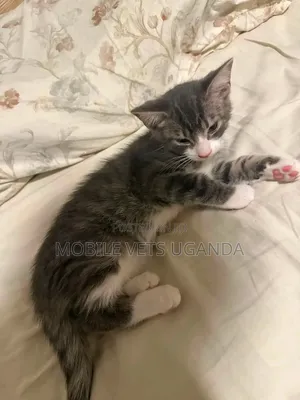 1-3 months Female Purebred American Bobtail