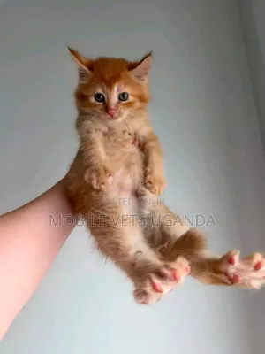 1-3 months Female Purebred American Wirehair