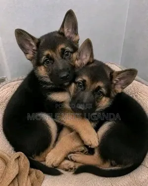 1-3 months Male Purebred German Shepherd