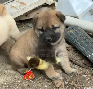 1-3 months Female Purebred German Shepherd