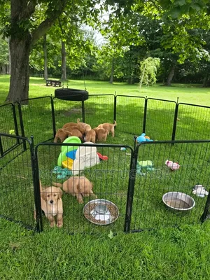 1-3 months Male Purebred Golden Retriever