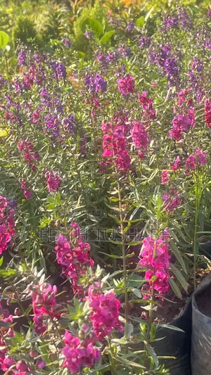 Beautiful Garden Flowers
