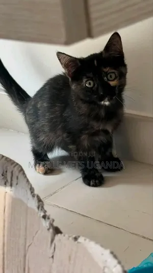 1-3 months Male Purebred American Wirehair